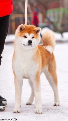 Étalon Akita - CH. Entey zipangu