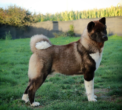 Étalon Akita americain - Verone La Colline D'olga