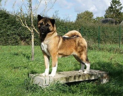 Étalon Akita americain - Trax rand park de Milantosa