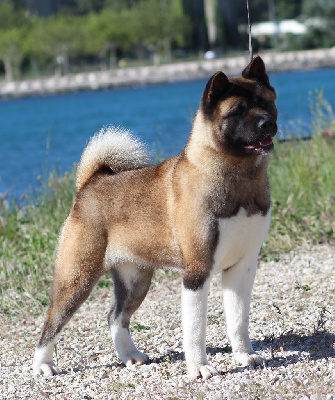 Étalon Akita americain - CH. Jch time to the love's force Des Gardiens De La Cigogne