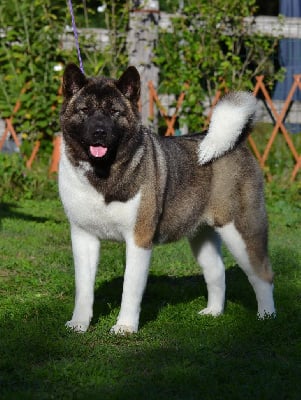 Étalon Akita americain - U talkin' to me du Lac Brûlé