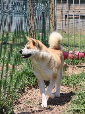 Étalon Akita - Taori De La Joaillerie De La Cour