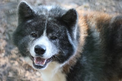 Étalon Akita - Nippon'ai Unshou go