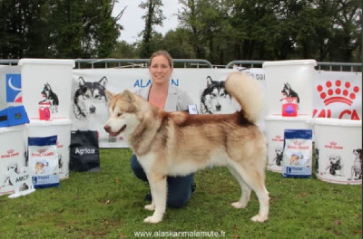 Étalon Alaskan Malamute - Upsa thanos Des Terres d'haïda