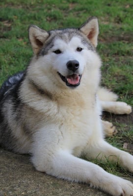 Étalon Alaskan Malamute - Un brin de folie Des Terres d'haïda