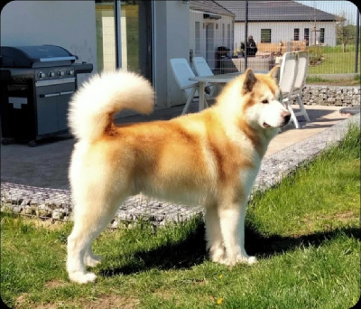 image de Sugar barley's storm