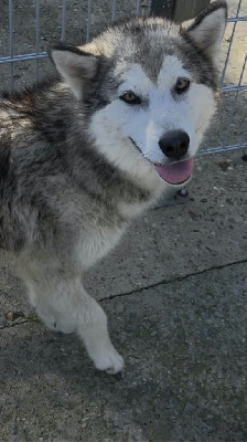 Étalon Alaskan Malamute - Take me to your heart Des Terres d'haïda