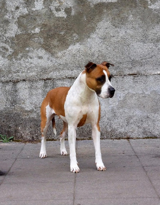 Étalon American Staffordshire Terrier - Sweety red lady Revenge Of The Gladiator's