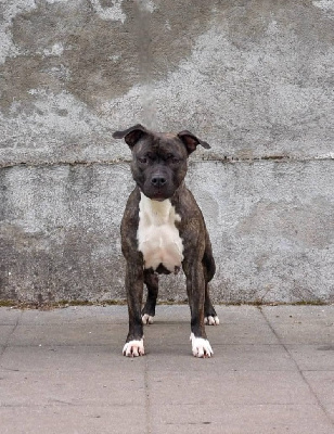 Étalon American Staffordshire Terrier - Ravenqueen tks lobotownwilly Dei Gladiatori D'oro