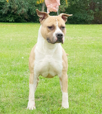 Étalon American Staffordshire Terrier - maison vannbert Ultras