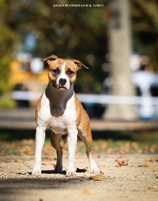 Étalon American Staffordshire Terrier - Vicky fair diamond de la sacotte