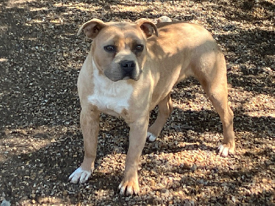 Étalon American Staffordshire Terrier - Very bad trip of Atomic Dog