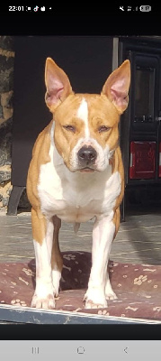 Étalon American Staffordshire Terrier - Nalah the fabulous goddess of Walker red kennel