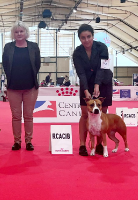 Étalon American Staffordshire Terrier - They love freedom khayliah of Walker red kennel