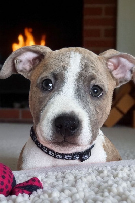 Étalon American Staffordshire Terrier - As dog'star Du Royaume De Tag