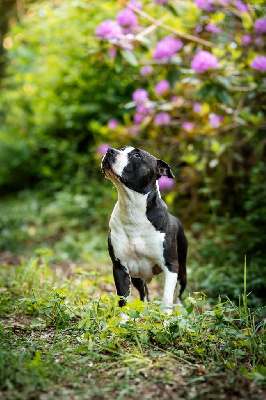 Étalon American Staffordshire Terrier - Riwana Dream Of White Angels