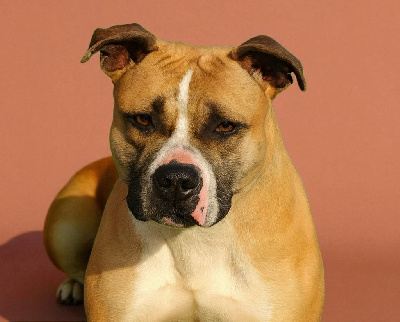 Étalon American Staffordshire Terrier - Deamon Style Sierra