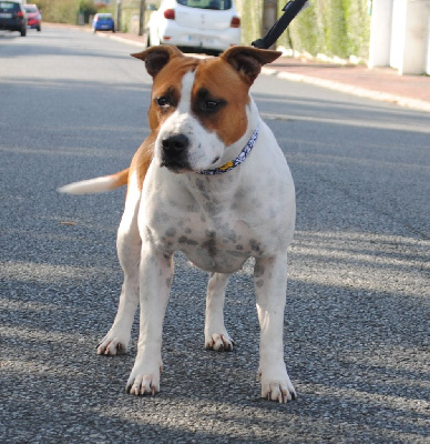 Étalon American Staffordshire Terrier - Valentina aka shadow Of News Paquis