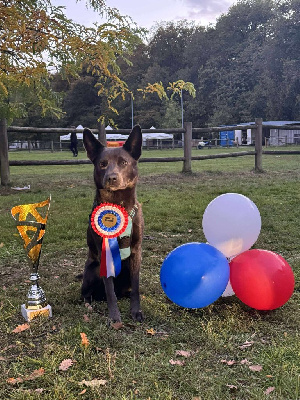 Étalon Australian Kelpie - CH. Ucko Des Suricates De La Varenne