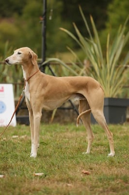 tigidit Igbo landing