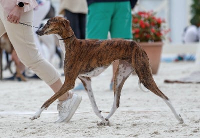 Étalon Azawakh - CH. P'tamara kel az'amour