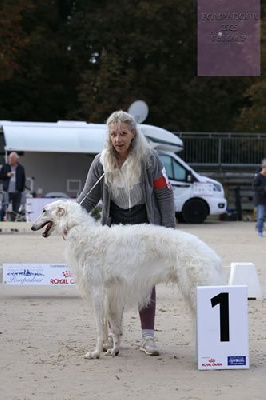 Étalon Barzoi - Fetish cavallierik