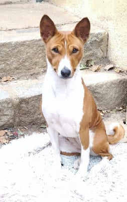 Étalon Basenji - Tchin tchin Of swala pala