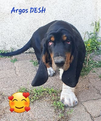 Étalon Basset Hound - Argos Des Échos Saint Hubert