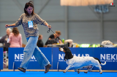Étalon Basset Hound - CH. Toundra Du Cercle De Léma