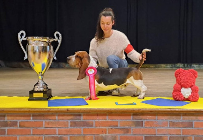 Étalon Basset Hound - Vagabond Des Contrées Alpines