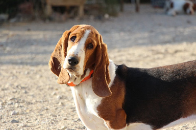 Étalon Basset Hound - Ursanne des Cotes de la Saunade