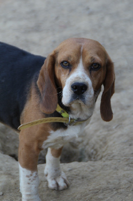 Étalon Beagle - Rouky des vallées de l’armagnac