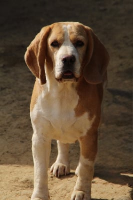 Étalon Beagle - Reveuse (Sans Affixe)