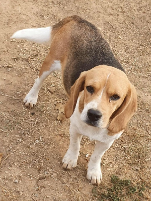 Étalon Beagle - Sabba dit sephora du rocher de Notre Dame