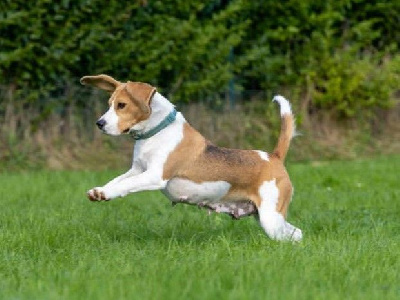 Étalon Beagle - Scent of love infinity sun