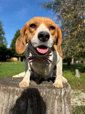 Étalon Beagle - Rita2 Des bords du gui