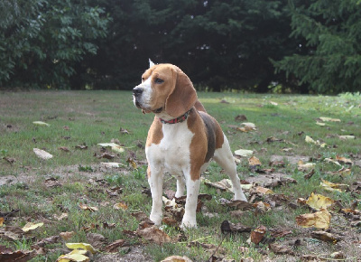 Étalon Beagle - Holly du clos du bonheur