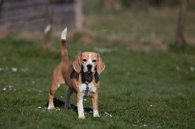 Étalon Beagle - Oumpala de Maxcecan
