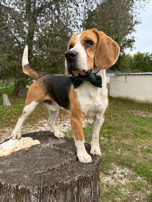 Étalon Beagle - Simba de la vignelais