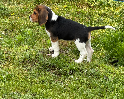 Étalon Beagle - Abby Des Terres D’Olim’s