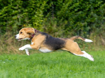 Étalon Beagle - Xoxo gossip girl Of Sweet Woodruff