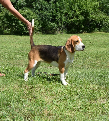 Étalon Beagle - Vaudou Bcbg Belle Carrure Belle Gueule