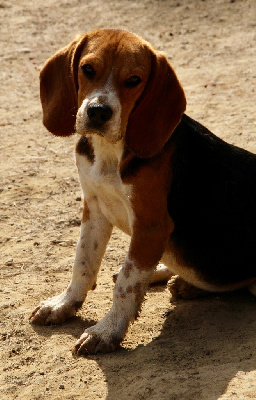 Étalon Beagle - Attos (Sans Affixe)