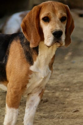 Étalon Beagle - roxy Des terres de jossaume