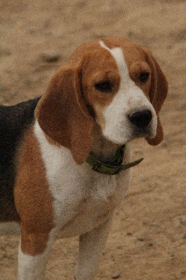 Étalon Beagle - Voyelle Des Terres D’Olim’s