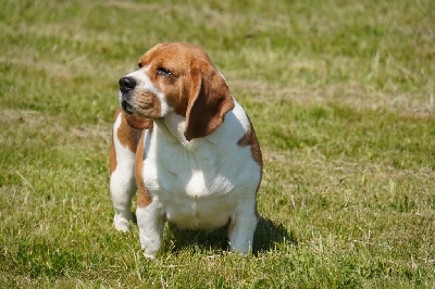 Étalon Beagle - Sibelle Forgiveness American Dog