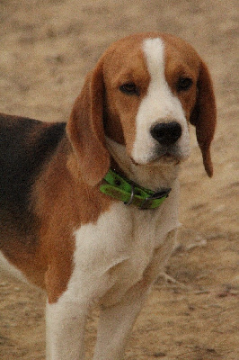 Étalon Beagle - Vegas de l'Écho du Banc d’Arguin