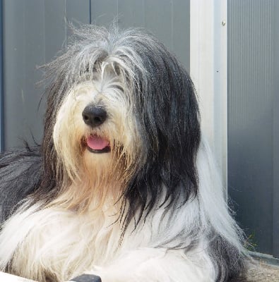 Étalon Bearded Collie - Précieuse d amour De La Vie En Couleur