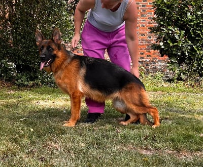 Étalon Berger Allemand - Vendetta du clos de la gloriette