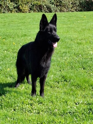 Étalon Berger Allemand - Vedette Du Clos De La Chanson